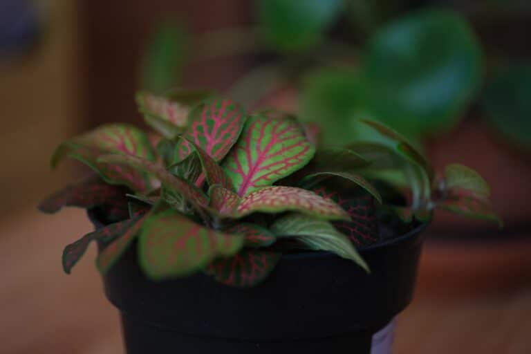 fittonia nerve plant care